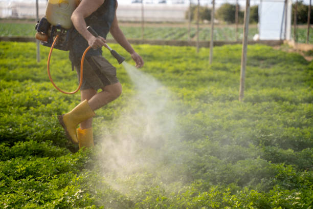 Best Local Pest Control Services  in North Valley Stream, NY