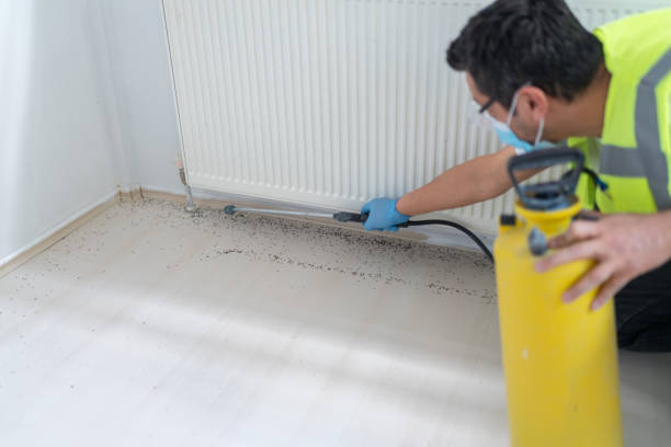 Best Termite Control Services  in North Valley Stream, NY